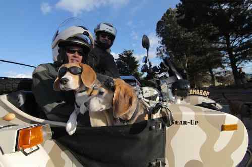 Sit Stay Ride: The Story of America's Sidecar Dogs