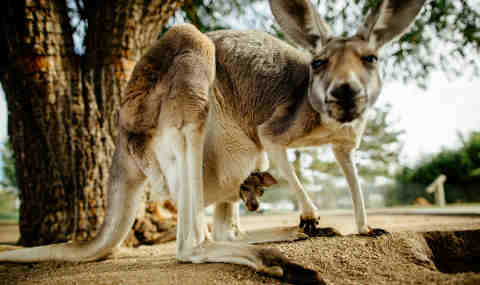 Kangaroos Star in Wild Kingdom Web Series