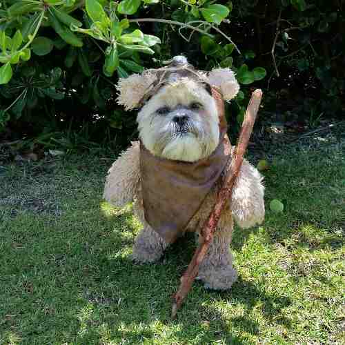 Top 10 "Star Wars" Inspired Pet Names Revealed