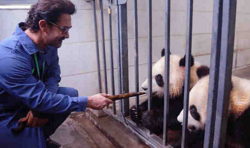 Bollywood Actor Aamir Khan Meets Giant Pandas in Sichuan (file photo)