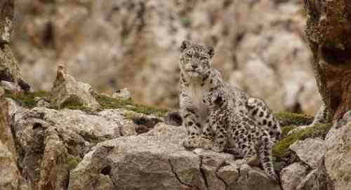 Disneynature Born in China Snow Leopard Family