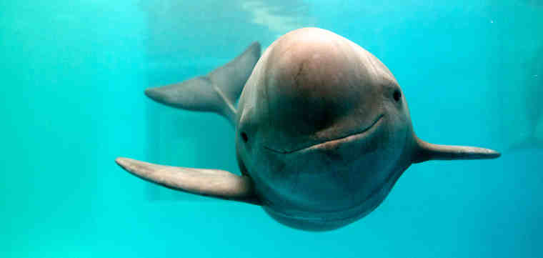 A finless porpoise swimming in the Research Centre for Aquatic Biodiversity and Resource Conservation of the Chinese Academy of Sciences, Wuhan, Hubei Province, China. Courtesy: WWF / Kent Truog