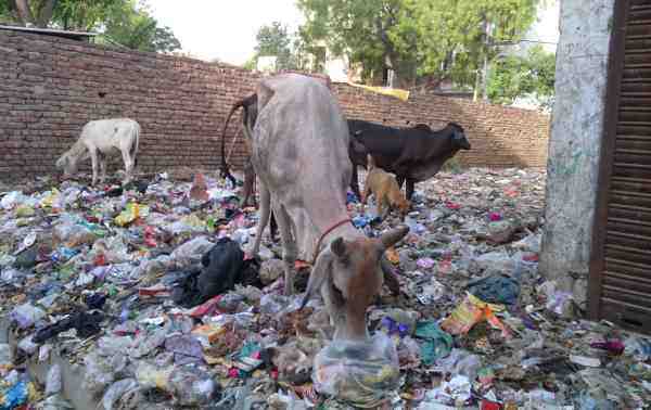 Swachh Bharat: Stray cattle grazing on an open site full of rubbish near a housing colony in Delhi. Photo: Rakesh Raman