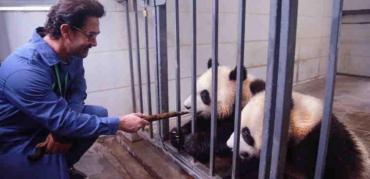 Bollywood Actor Aamir Khan Meets Giant Pandas in Sichuan