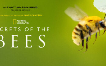 National Geographic to Launch "Secrets of the Bees" Featuring James Cameron and Bertie Gregory. Photo: National Geographic