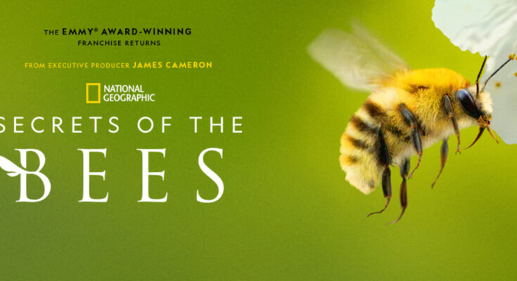 National Geographic to Launch "Secrets of the Bees" Featuring James Cameron and Bertie Gregory. Photo: National Geographic