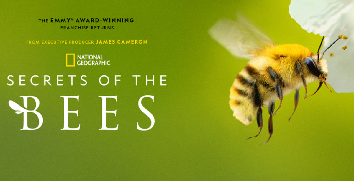 National Geographic to Launch "Secrets of the Bees" Featuring James Cameron and Bertie Gregory. Photo: National Geographic